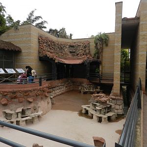 Andean cock-of-the-rock house - Parque de Las Leyendas