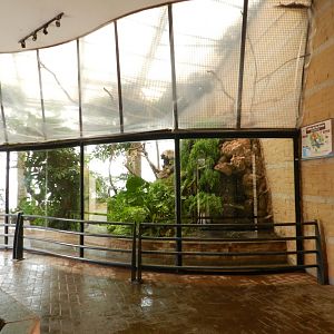 Andean cock-of-the-rock house - Parque de Las Leyendas