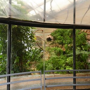 Andean cock-of-the-rock house - Parque de Las Leyendas