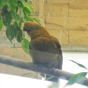 Andean cock-of-the-rock (female) - Parque de Las Leyendas