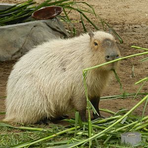 Capybara - Parque de Las Leyendas
