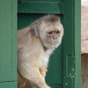 Capuchin monkey - Parque de Las Leyendas