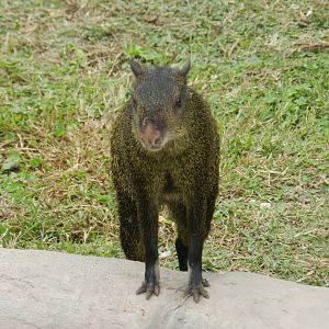 Central american agouti  - Parque de Las Leyendas