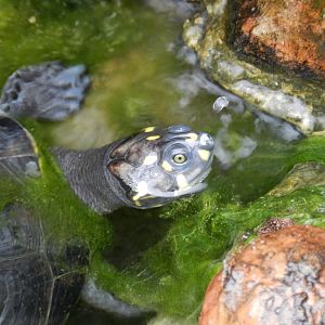 Yellow-spotted river turtle - Parque de Las Leyendas
