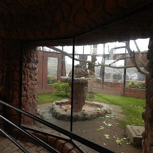 Black-faced black spider monkey exhibit - Parque de Las Leyendas