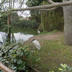 Jabiru storks - Parque de Las Leyendas