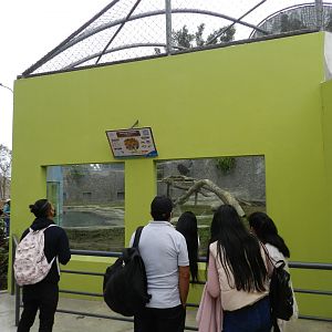 Jaguar exhibit - Parque de Las Leyendas