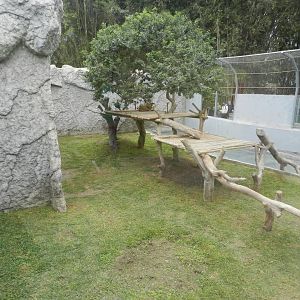 Jaguar exhibit - Parque de Las Leyendas