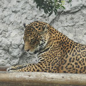 Jaguar - Parque de Las Leyendas