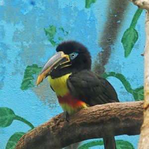 Chesnut-eared aracari - Parque de Las Leyendas