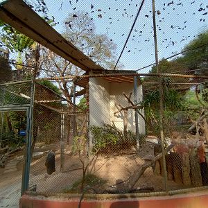 Aviary in renovation proccess - Belo Horizonte zoo