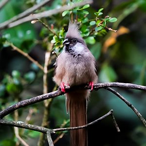 Speckled Mousebird