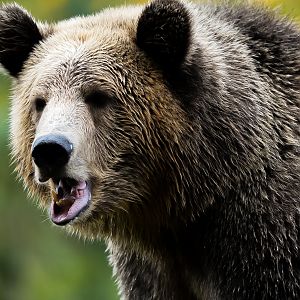 Brown Bear (Juniper)