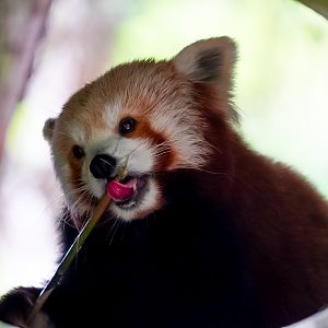 Red Panda