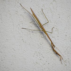 Stick Mantis, Archimantis latistyla