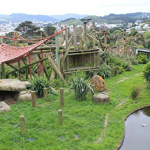 Chimpanzee enclosure
