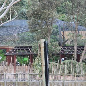 Ruffed Lemur enclosure