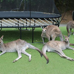 Eastern Grey Kangaroos