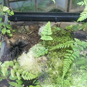 Terrarium for Brazilian Black Tarantula