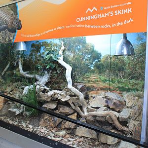 Cunningham's Skink terrarium
