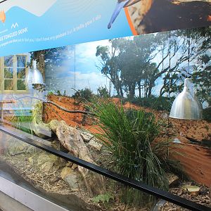 Blue-tongue Skink terrarium