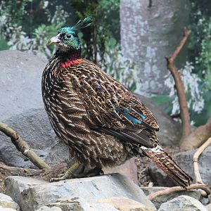 Himalayan Monal female