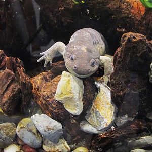Toluca axolotl