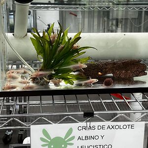 lake xochilco axolotl leucistic juveniles