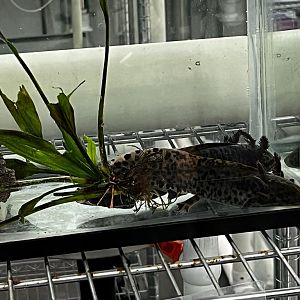 lake zacapu axolotl juveniles