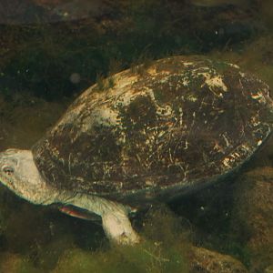 mexican mud turtle