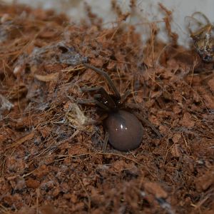 Eritrean crevice weaver (Sahastata infuscata)