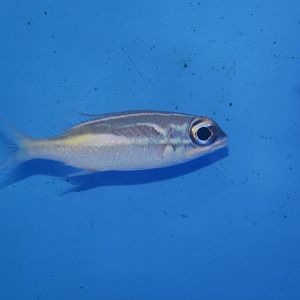 Juvenile oblique-barred monocle bream (Scolopsis xenochrous)