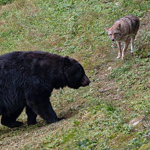 Coyote (Canis latrans) & American black bear (Ursus americanus)