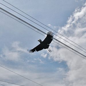 Shoebill in flight at Heart of Africa aviary