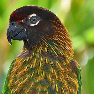 Juvenile Yellow-streaked Lory (Chalcopsitta scintillata)