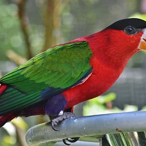 Purple-bellied Lory (Lorius hypoinochrous)