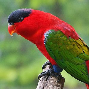Purple-naped Lory (Lorius domicella)