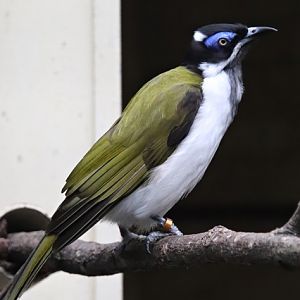 Blue-faced honeyeater (Entomyzon cyanotis)
