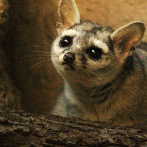 Ringtail - Wild Texas