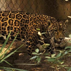 Jaguar - Wild Texas