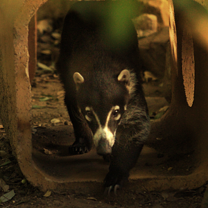 White-nosed coatimundi - Wild Texas
