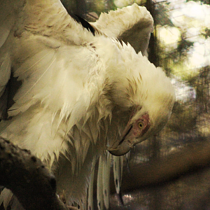 Palm-nut vulture - Raptor Canyon