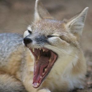 Swift fox - Wild Texas