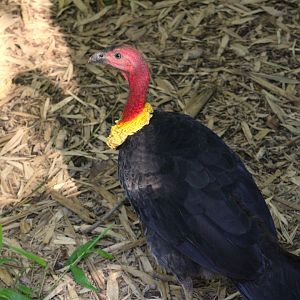 Australian brushturkey - Australian Outback