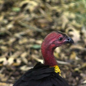 Australian brushturkey - Australian Outback