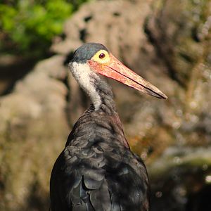 Storm's stork - Predators of Asia & Africa