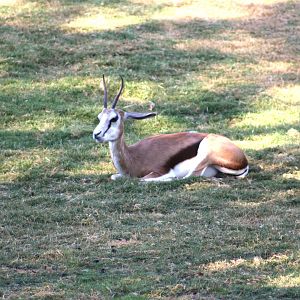 Springbok - African Savanna