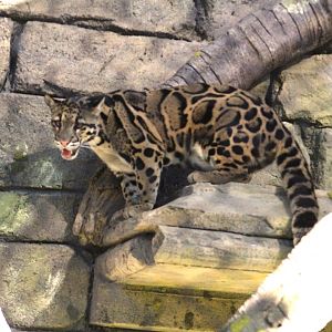 Clouded leopard - Predators of Asia & Africa