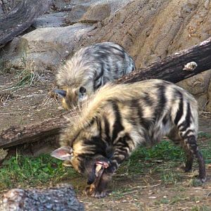 Striped hyenas - Predators of Asia & Africa