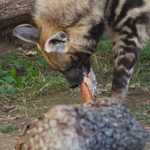 Striped hyenas - Predators of Asia & Africa